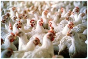 02036_poultry