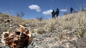 JUAREZ, MEXICO - MARCH 19: Mexican police stand near a skull discovered with other remains in what is thought to be a large grave in the desert of victims of recent drug violence on March 19, 2010 in the county ofJuarez, Mexico. The border city of Juarez has been racked by violent drug related crime recently and has quickly become one of the most dangerous cities in the world to live. As drug cartels have been fighting over ever lucrative drug corridors along the United States border, the murder rate in Juarez has risen to 173 slayings for every 100,000 residents. President Felipe Calderon?s strategy of sending 7000 troops to Juarez has not mitigated the situation. With a population of 1.3 million, 2,600 died in drug-related violence last year and 500 so far this year, including two Americans who worked for the U.S. Consulate last weekend as they returned from a children?s party. (Photo by Spencer Platt/Getty Images)