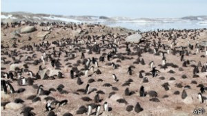 131016061538_penguins_304x171_afp
