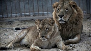 140110113916_african_lions_512x288_ap