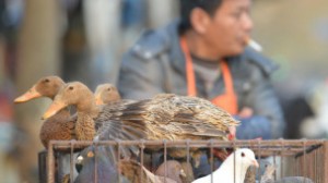 140120032400_china_bird_flu_304x171_afp_nocredit