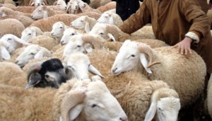 2012-mouton_djelfa_3_676297736