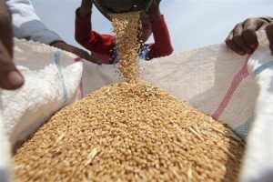 2013-07-11T105043Z_1_ACAE96A0U5F00_RTROPTP_2_OEGBS-EGYPT-WHEAT-SK6