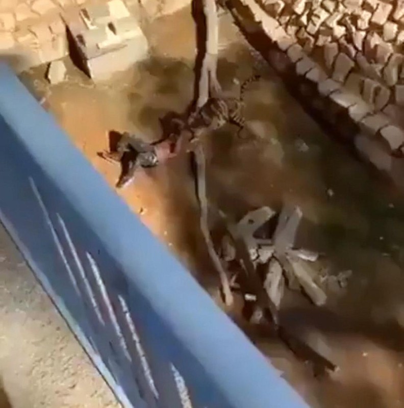 أمانة الرياض توضح حقيقة فيديو مهاجمة نمر لأحد زوار حديقة الحيوان بالملز صحيفة صراحة الالكترونية