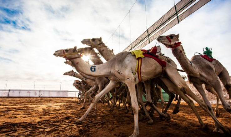 جائزة الملك عبدالعزيز لمزاين الابل 1441