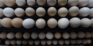 300x150_uploads,2017,01,02,7071c719b5