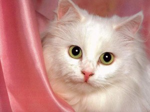 Cat_042[1]