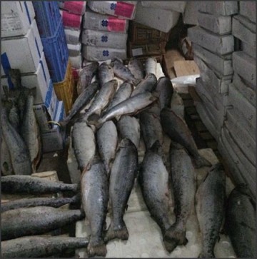fish_exphmlh3