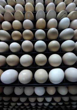 food4-1-2017a1