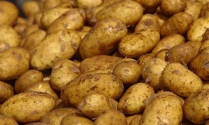 potatos_201285135326_s4