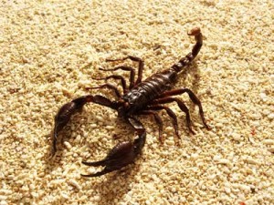 scorpion