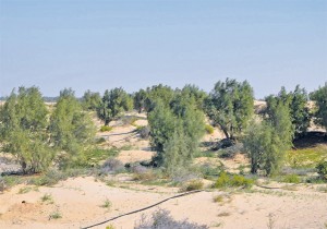 الاحساء
