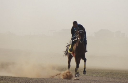 الخيول