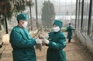 مسؤولان يحقنان طائرا ضد إنفلونزا الطيور بحديقة حيوان في سول - أرشيف رويترز
