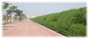 صورة3