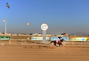 مربط عذبة يحقق درع وكأس وزارة الزراعة بسباقات الفروسية بجدة